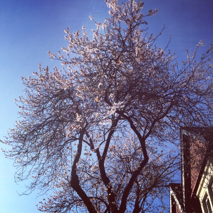 Blue skies and blossom